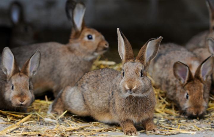 Siedlisko dla królika