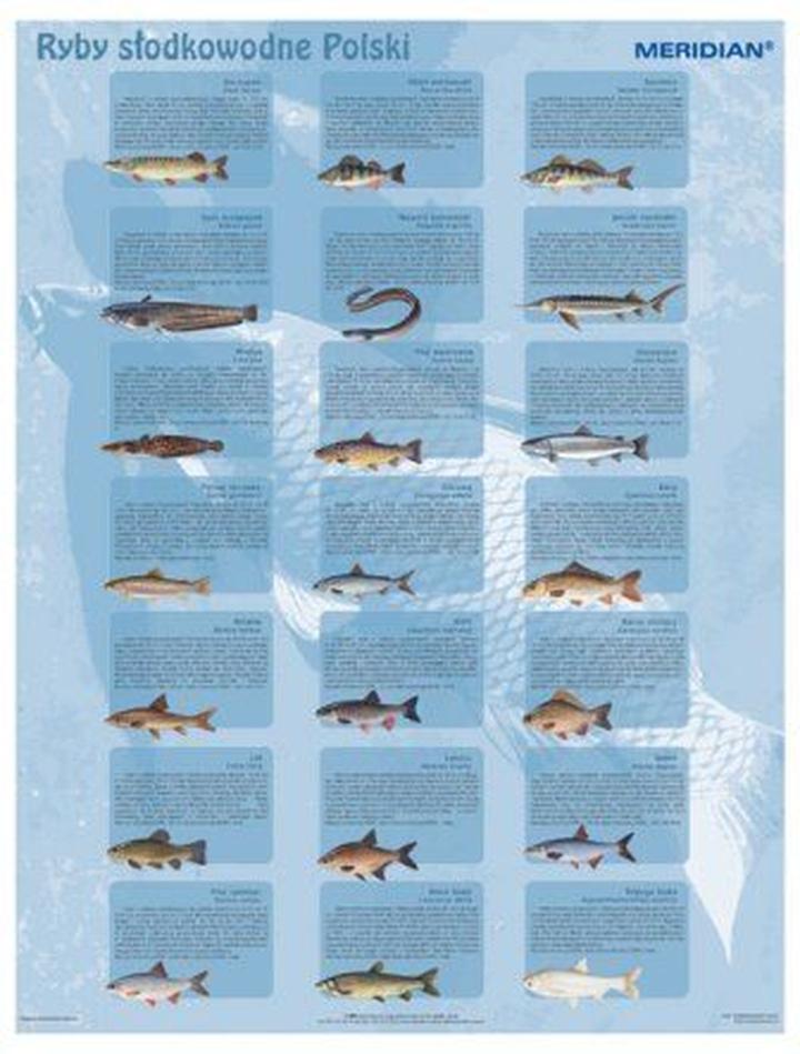 Słodkowodne ryby akwariowe