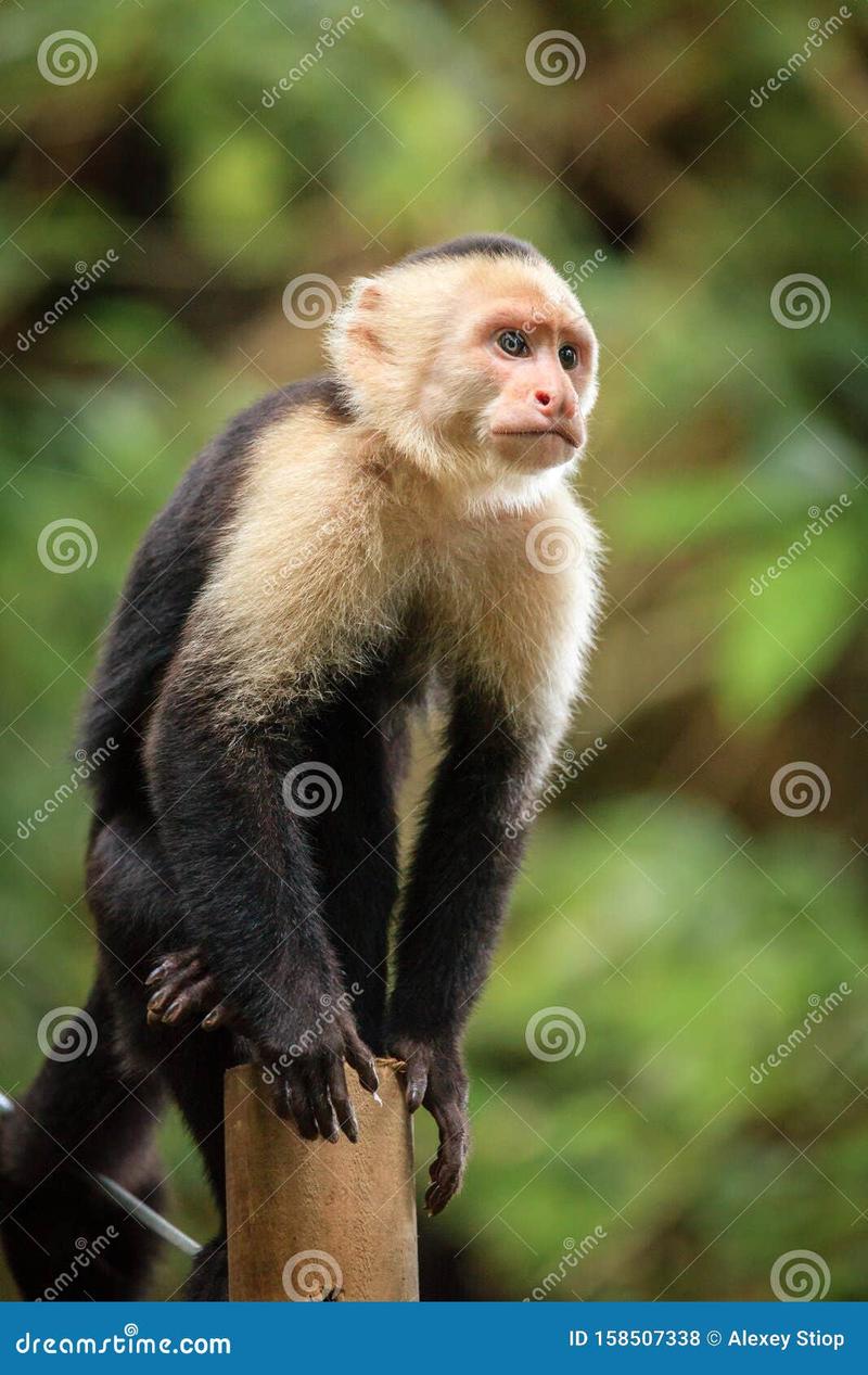 Środowisko naturalne kapucynek