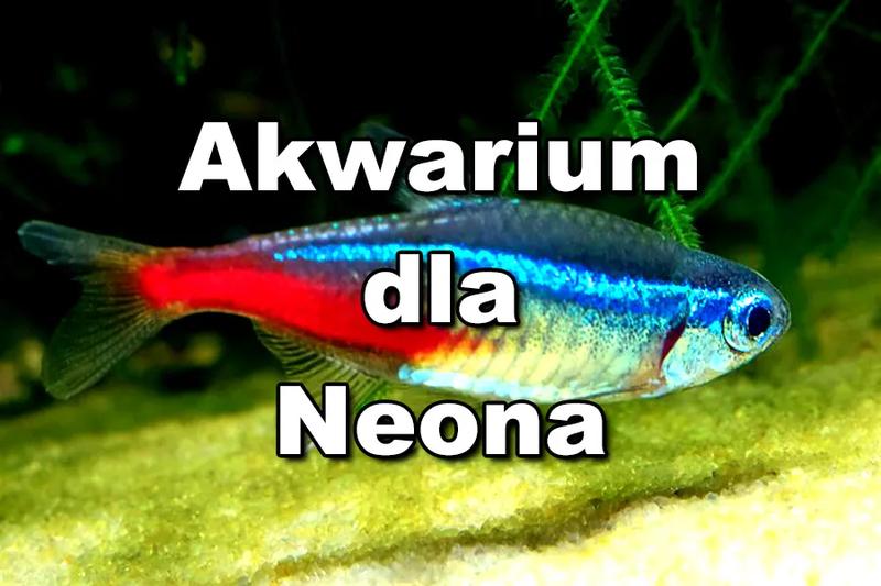 Towarzysze dla neonów