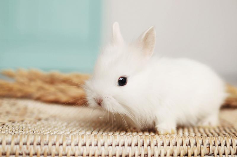 Zabawy dla królików