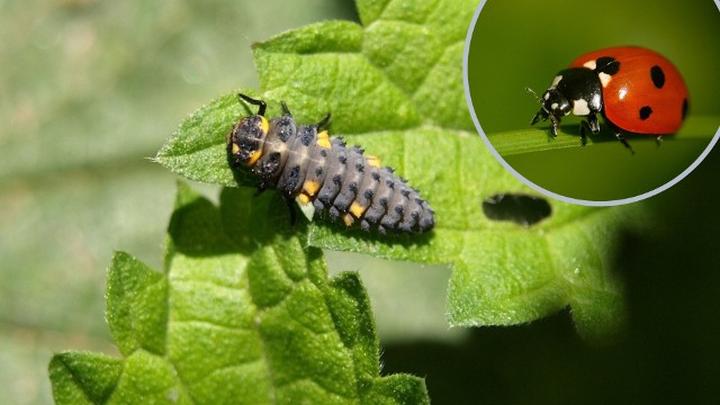 Zachowanie biedronek