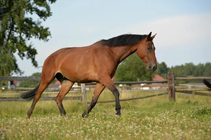 Zachowanie koni gorącokrwistych