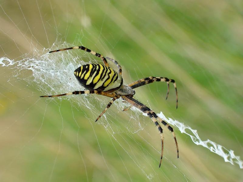 Zdolności łowieckie pająków