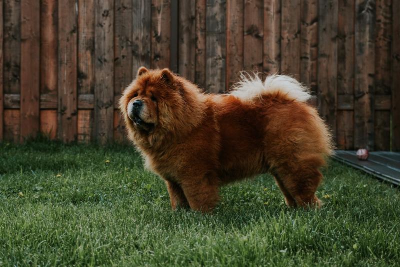 Zdrowie psów rasowych