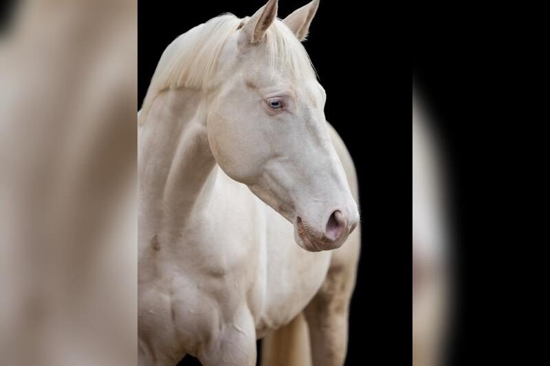 Cudowne konie cremello – białe piękności stajni