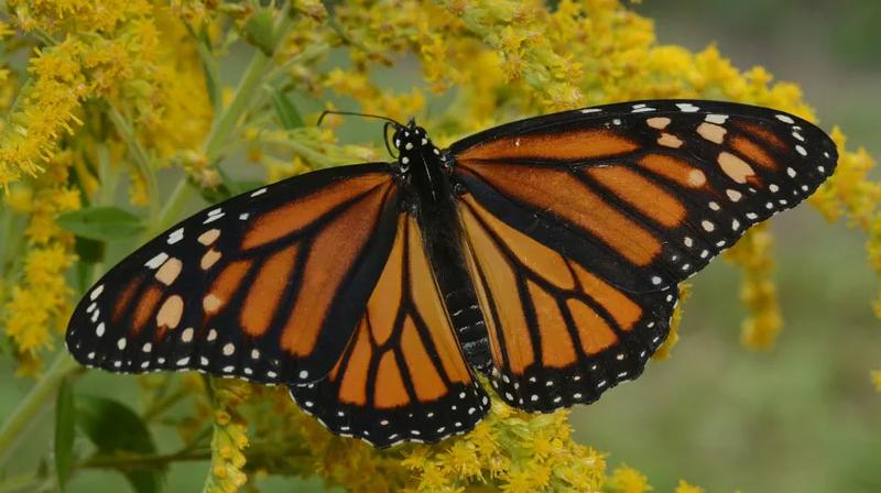 Czy wiesz, ile żyje motyl? Odkrywamy tajemnice ich krótkiego życia!