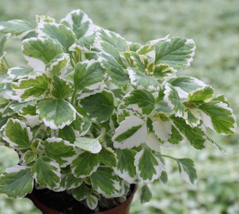 Kto gryzie w nocy: komar czy komarzyca? Odkryj prawdę!