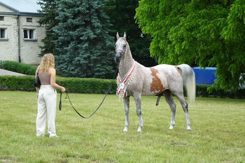 Magia koni małopolskich – odkryj niezwykłe cechy tej rasy