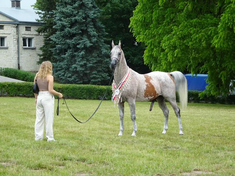 Magia koni małopolskich – odkryj niezwykłe cechy tej rasy