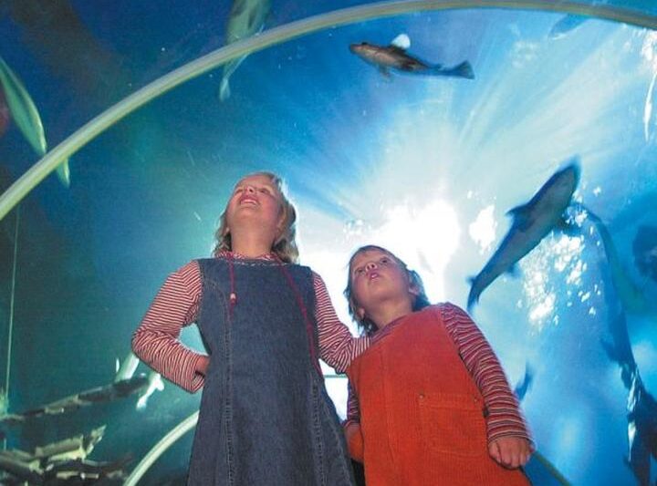 Odkryj fascynujący świat podwodnych przygód w Sea Life Berlin