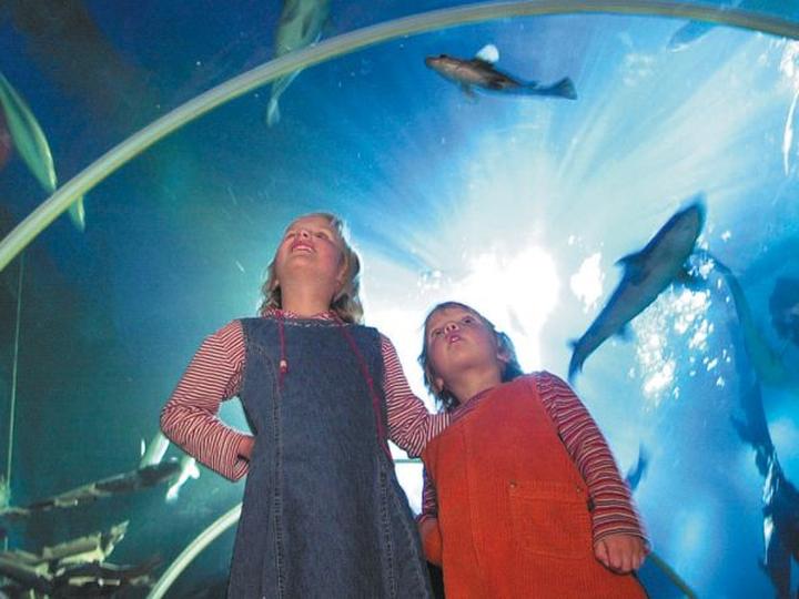 Odkryj fascynujący świat podwodnych przygód w Sea Life Berlin