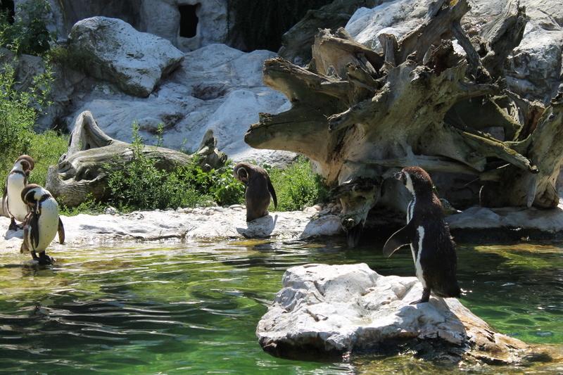 Odkryj magię Wiedenskiego Zoo – niezapomniane chwile w sercu stolicy Austrii