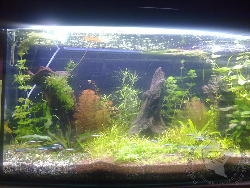 Odkryj piękno gatunków rybneonków w Twoim akwarium