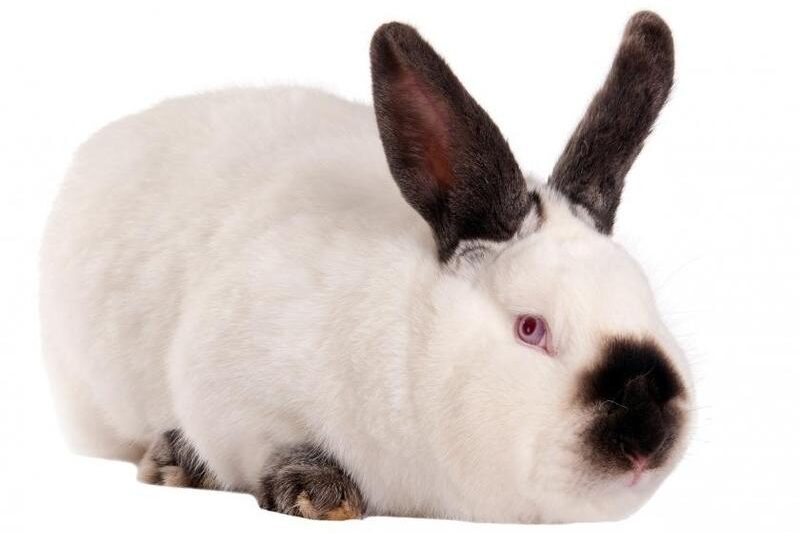 Odkryj urok królika kalifornijskiego – idealny towarzysz dla każdego miłośnika zwierząt