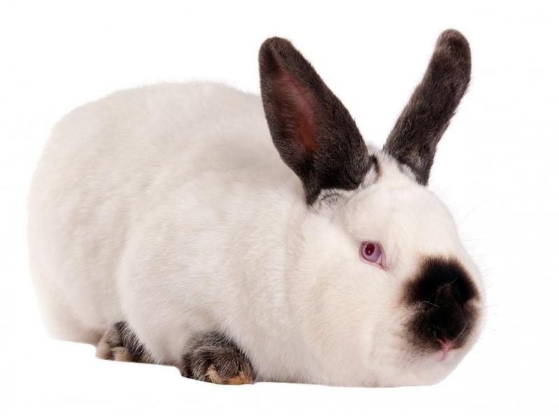 Odkryj urok królika kalifornijskiego – idealny towarzysz dla każdego miłośnika zwierząt