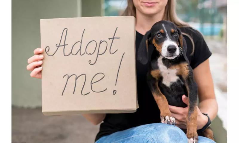 Adopcja dorosłego psa ze schroniska
