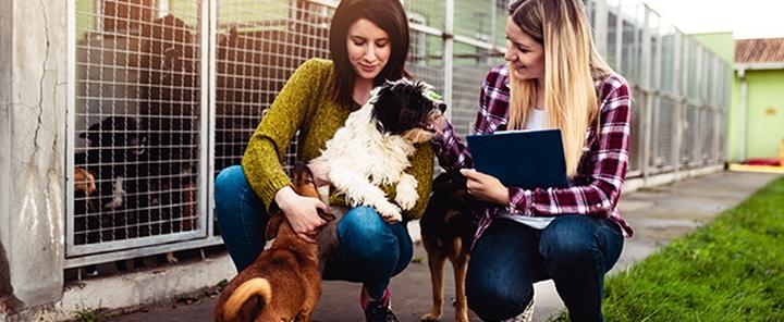 Adopcja zamiast zakupu szczeniaka