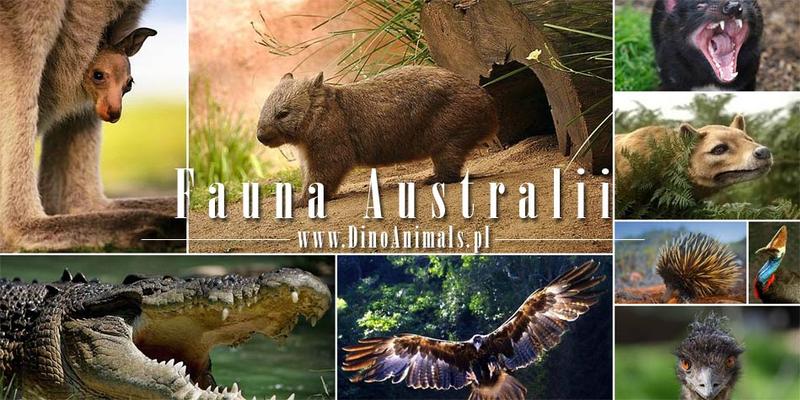Australijska fauna endemiczna