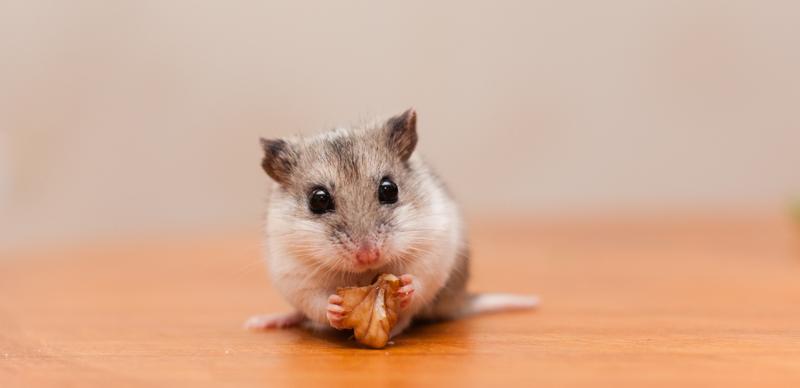 Dieta chomika chińskiego