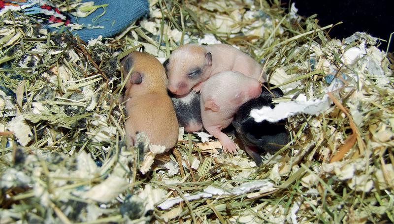 Dieta ciężarnej chomicy