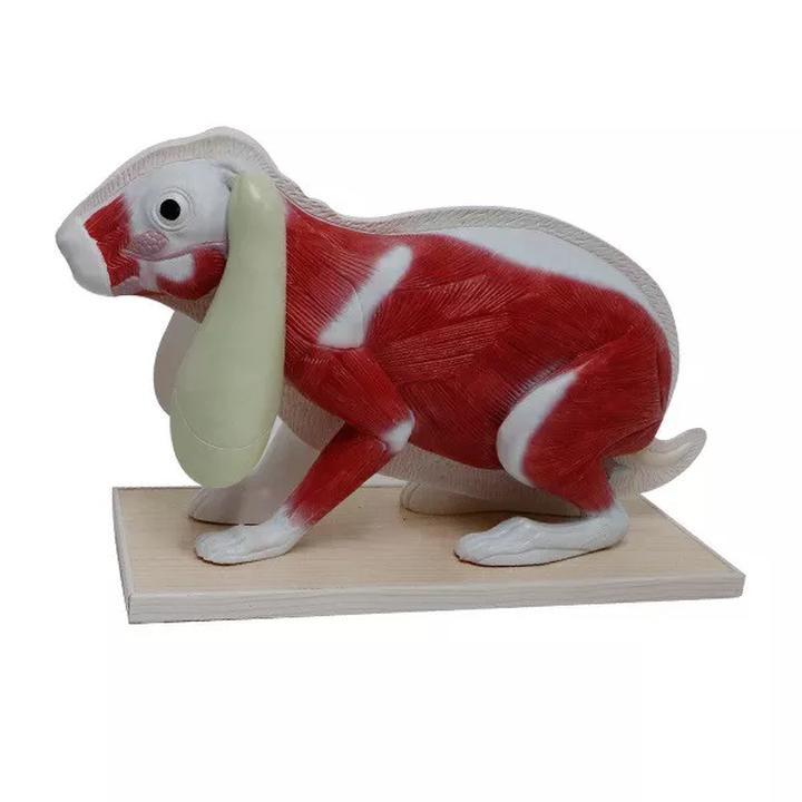 Dieta i zdrowie królika