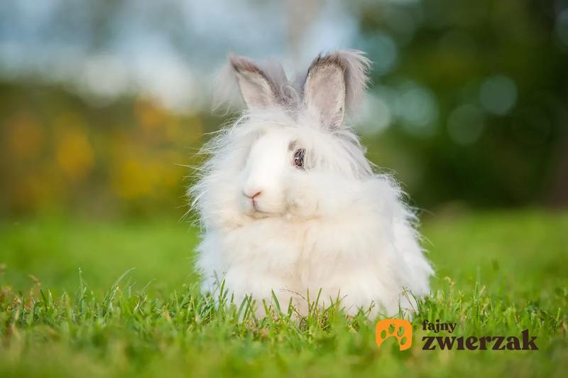 Dieta i żywienie królików angora