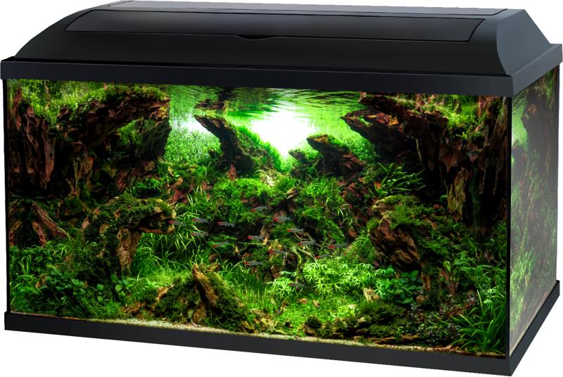 Gatunki ryb akwariowych