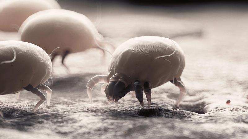 Jak pozbyć się roztoczy w domu