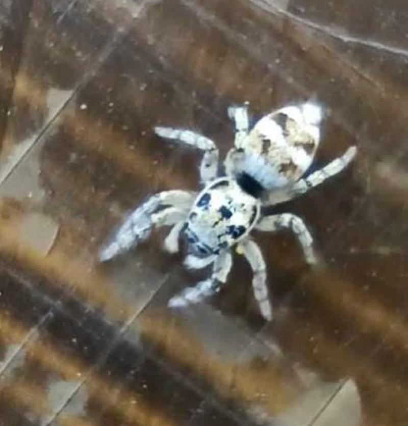 Kamuflaż skoczków pająków