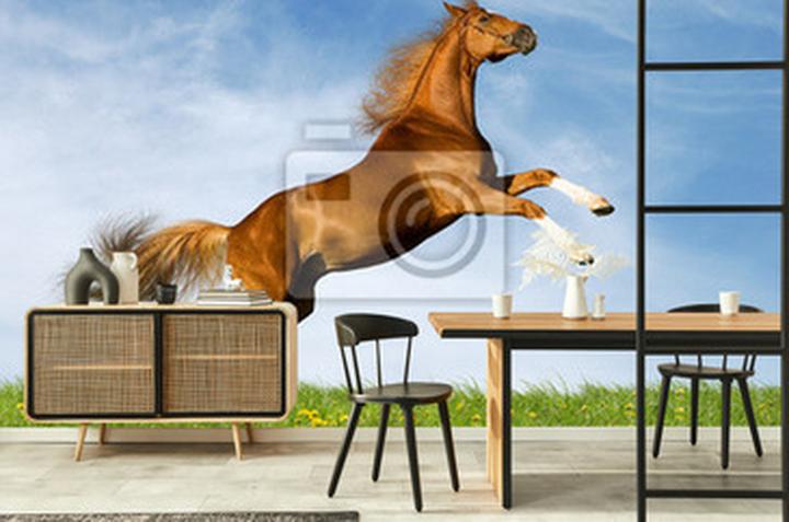 Konie gorącokrwiste w sporcie