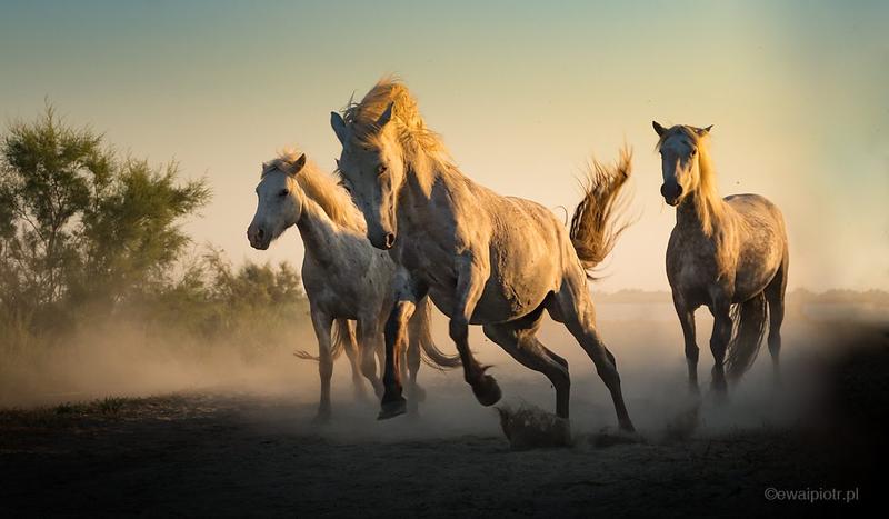 Konie z Camargue i ich historia