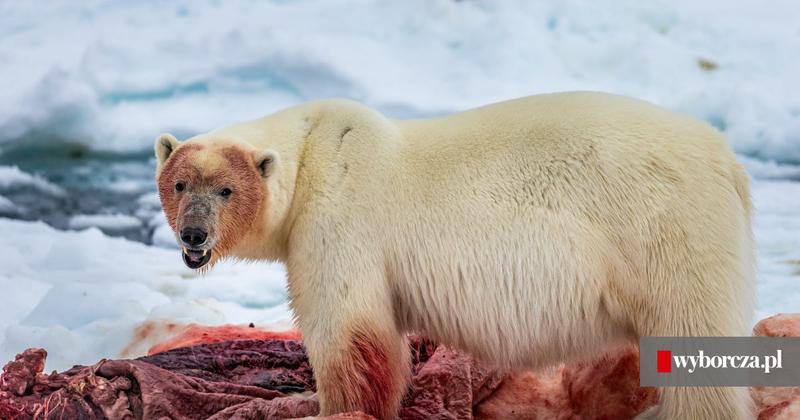 Niedźwiedzie polarne i zmiany klimatyczne