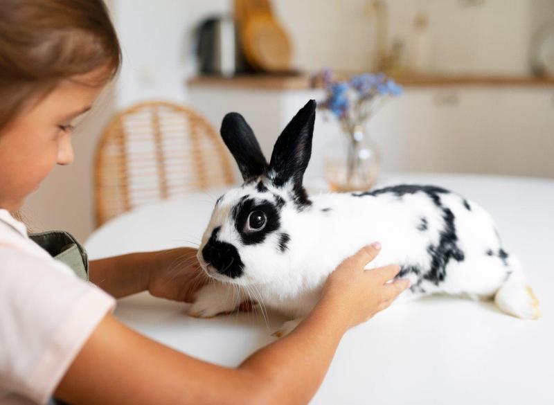 Opieka nad królikiem domowym