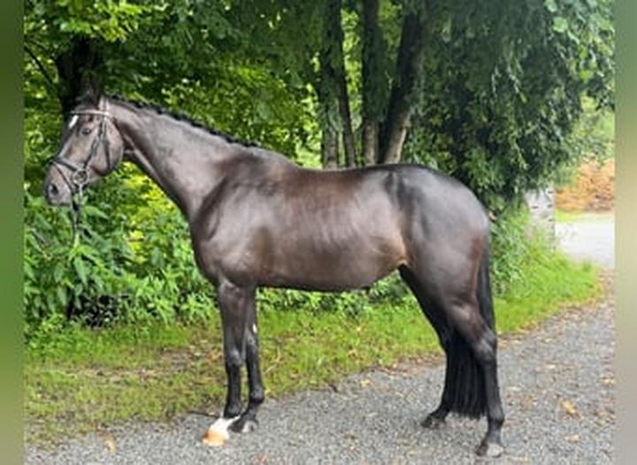 Pielęgnacja koni gorącokrwistych