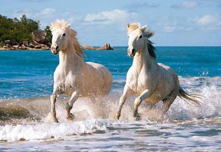 Tradycja i dziedzictwo Camargue