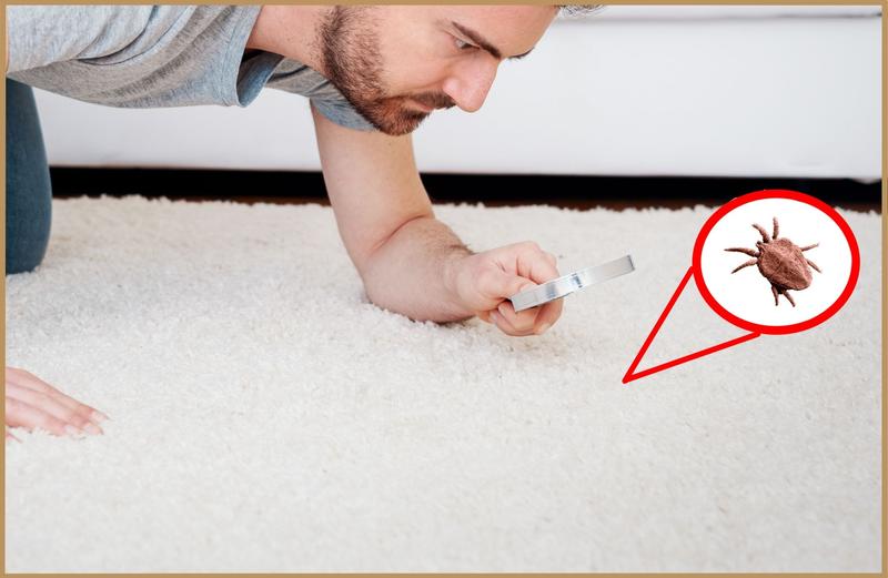 Ugryzienia roztoczy i objawy