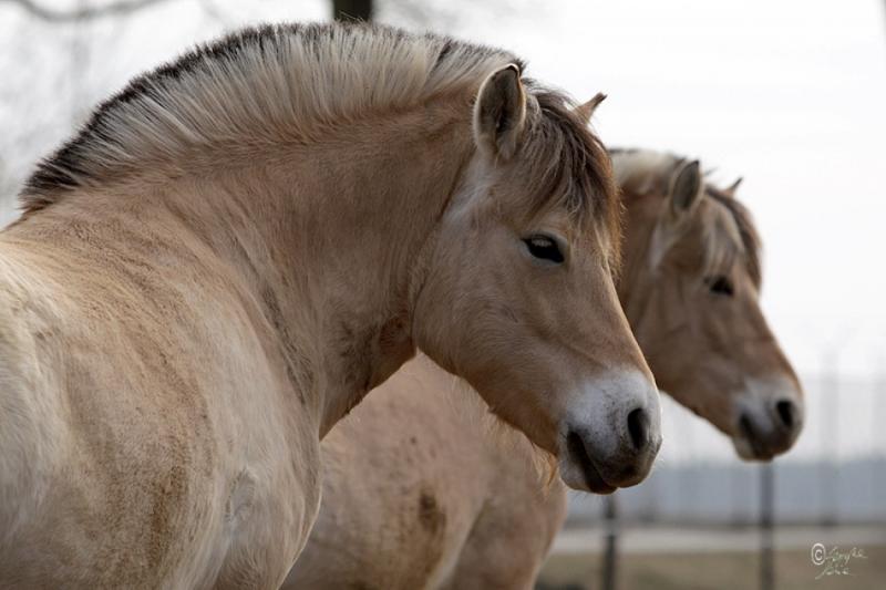 Wartość rynkowa koni