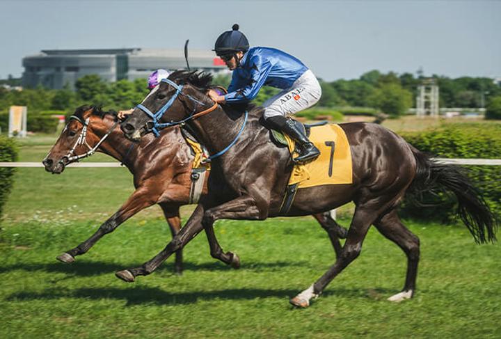 Wyścigi konne przewodnik