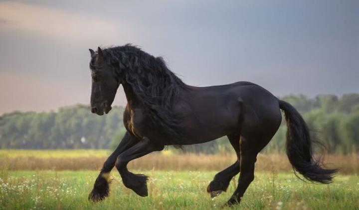 Znaczenie i symbolika imion dla koni