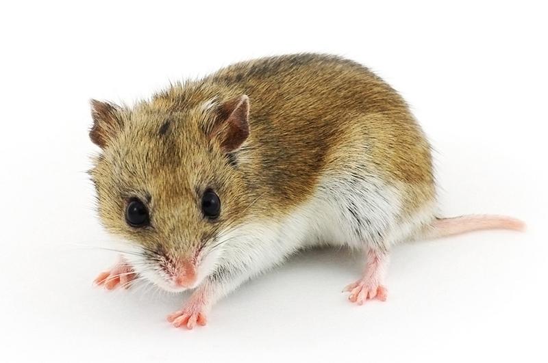 Cudowny świat chomika chińskiego – co warto wiedzieć przed zakupem?