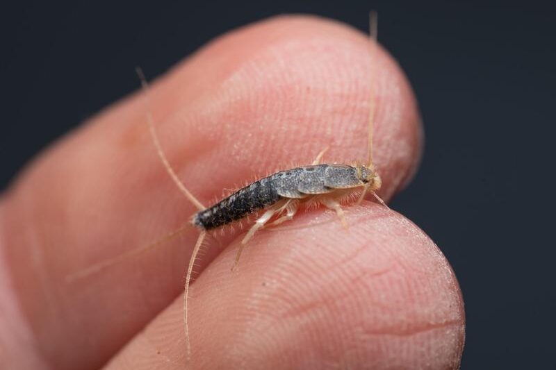 Czy rybiki gryza? Odkrywamy tajemnice tych intrygujących owadów