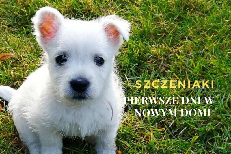 Kluczowe etapy rozwoju szczeniaka – jak wspierać jego wzrost i naukę