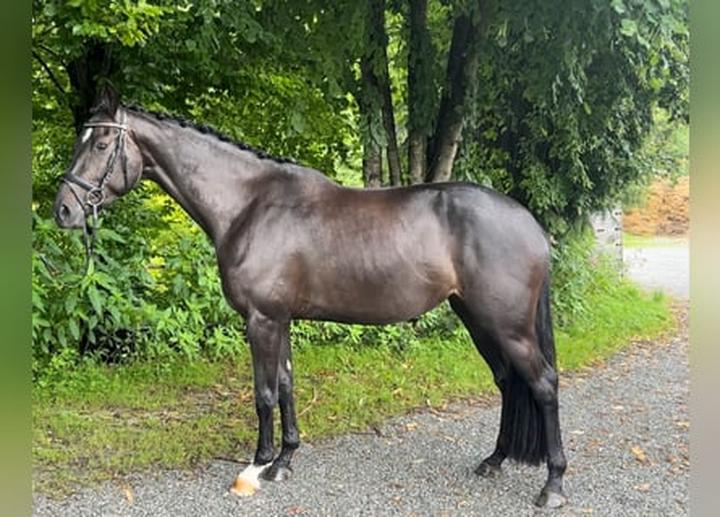 Odkryj majestat bawarskiego konia gorącokrwistego: elegancja i siła w jednym