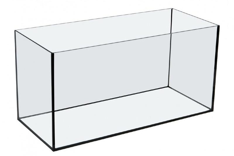 Skrzynka z rybkami: przewodnik po akwariowych gatunkach dla początkujących