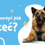 Skuteczne metody na to, jak nauczyć psa leżeć w kilku prostych krokach