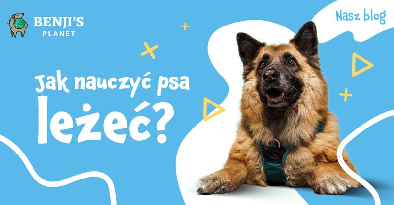 Skuteczne metody na to, jak nauczyć psa leżeć w kilku prostych krokach