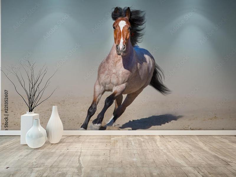 Tajemnice kon dereszowatego — niezwykły świat tego gatunku