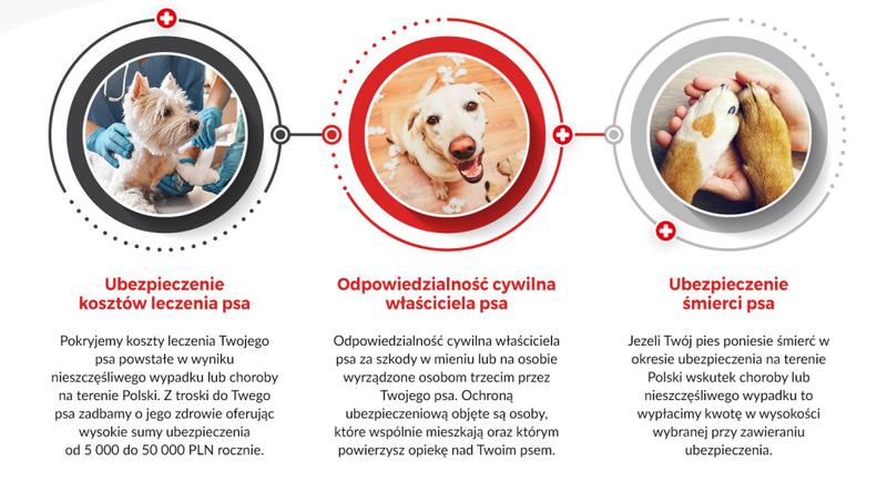 Ubezpieczenie psa adoptowanego ze schroniska – ile naprawdę zapłacisz?