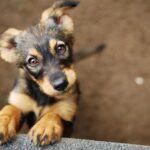 Zalety adopcji dorosłego psa ze schroniska: poznaj 7 powodów, dla których warto to zrobić